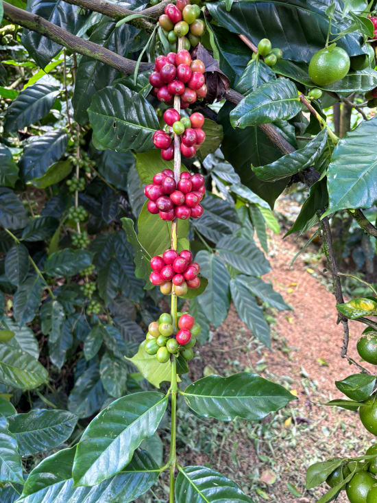 Bali Kintamani - Carbonic Maceration - Anaerobic - Natural Espresso Roast