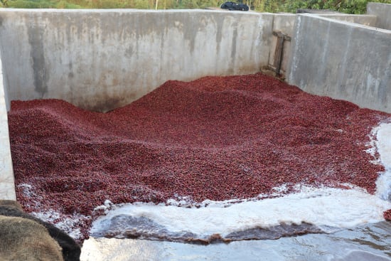 Kenya Kiamabara - Filter Roast - Nine Yards Coffee
