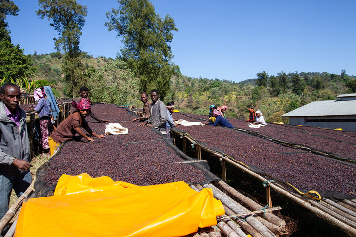 Ethiopia Hadeso - Natural - Nine Yards Coffee
