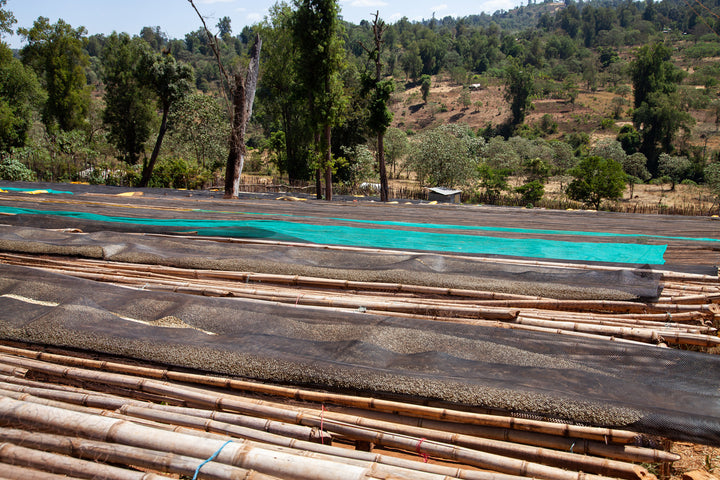 Ethiopia Jigesa - Washed - Nine Yards Coffee