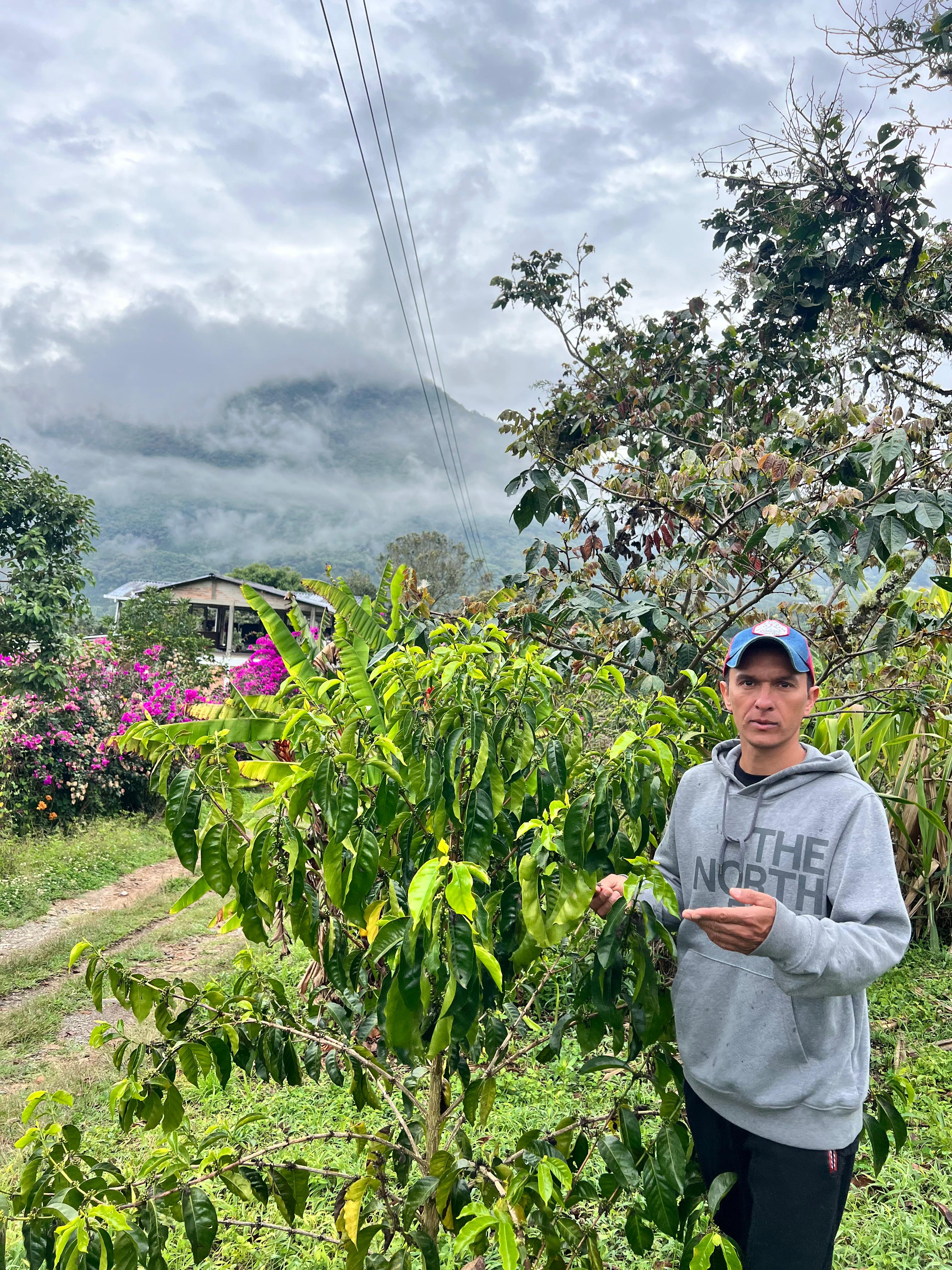 #1 Narino Auction Lot 2025 San Pedro De Cartago - Filter Roast