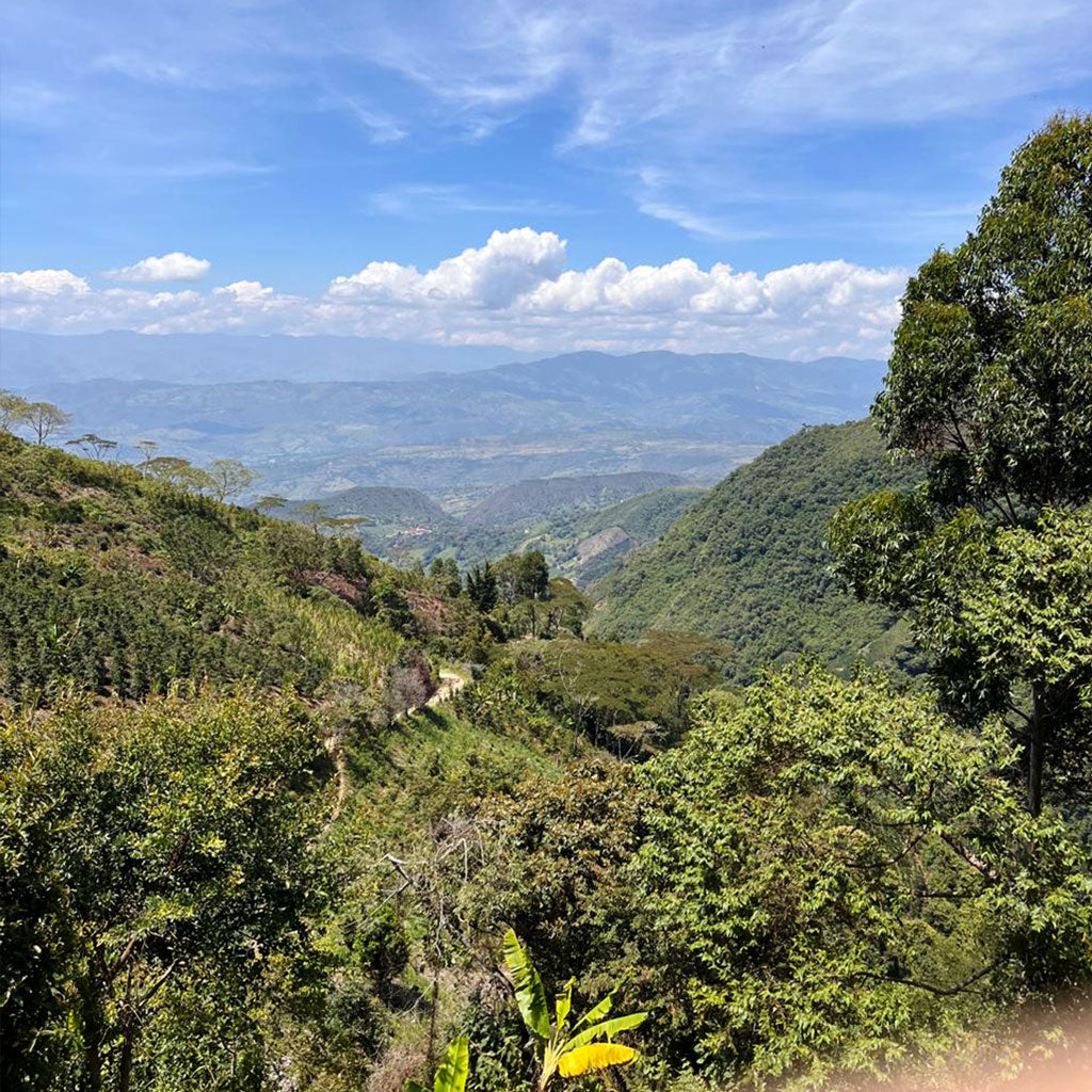 Colombia Black Condor - Nine Yards Coffee